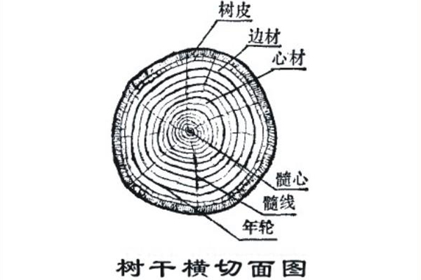 天然木材简介
